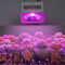 Plant Growth 50W±2W Multi Wavelength 40*60mm AC 220V Grow Lamp LED COB Light